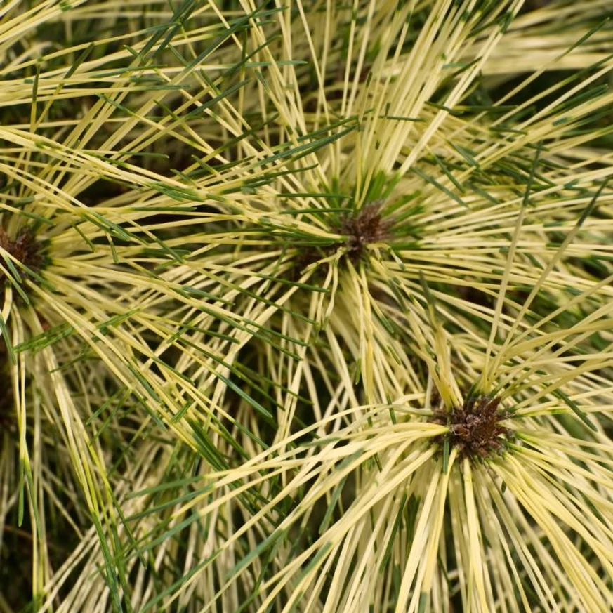 Pinus densiflora Rainbow - Pin roșu japonez