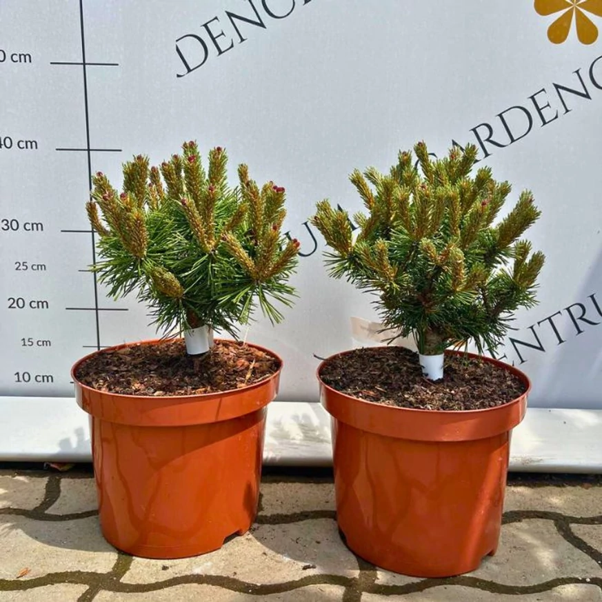 Pinus mugo Benjamin în pepiniera noastră. 