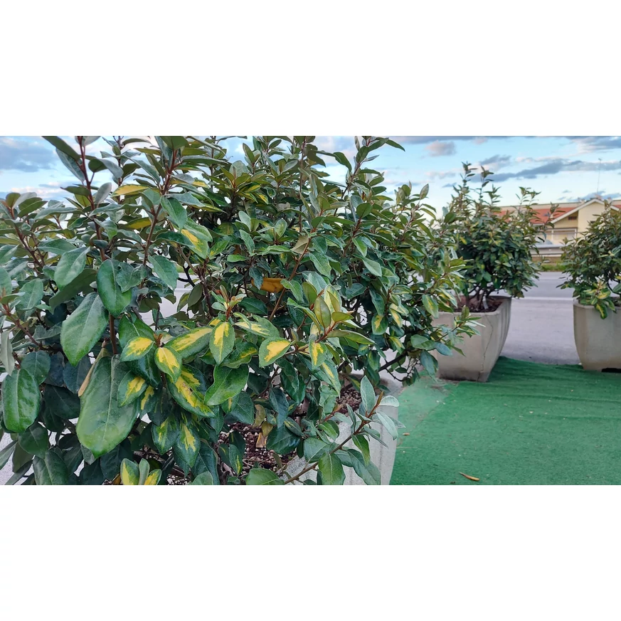 Măslinul rusesc plantat în ghiveci. 