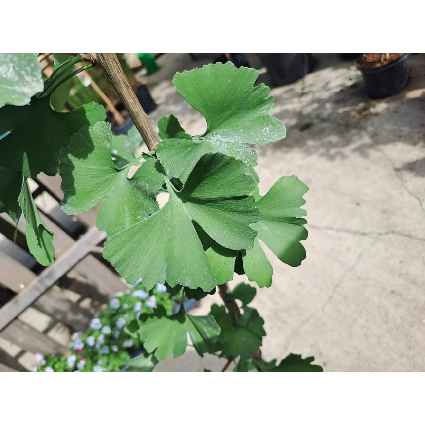 Ginkgo biloba K5 - Arborele pagodelor