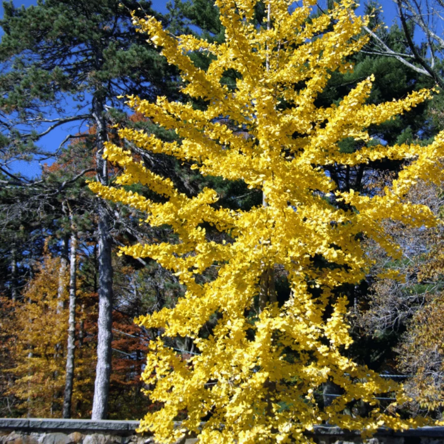 Ginkgo biloba K5 - Arborele pagodelor