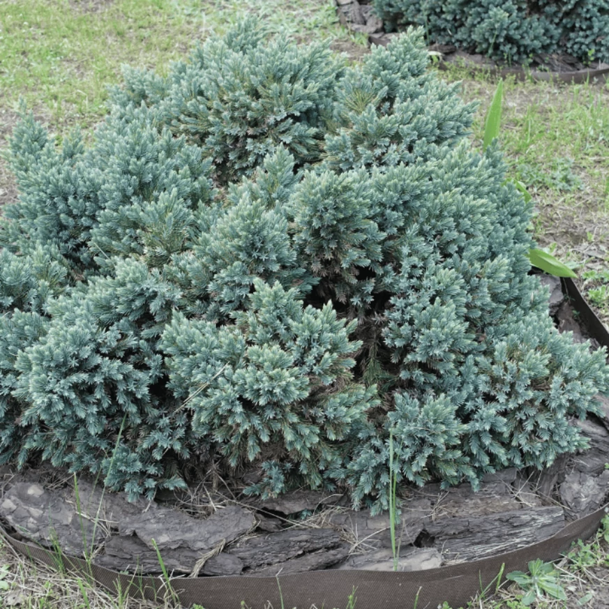 Ienupăr Blue Star matur plantat într-un strat de flori. 