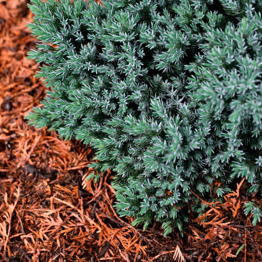 Juniperus squamata Blue star într-un strat cu mulci. 