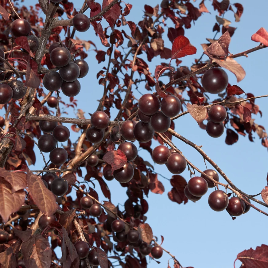 Prunus cerasifera Nigra - Gardencentrum.net pepinieră online
