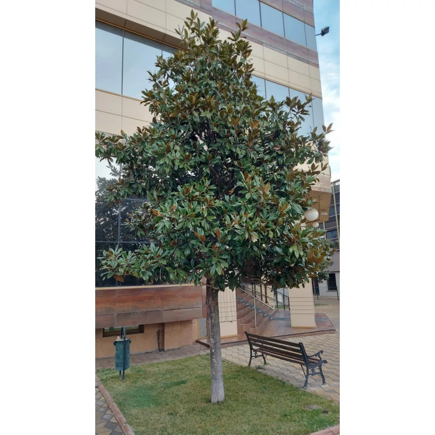Copacul Magnolia grandiflora în formă de con. 