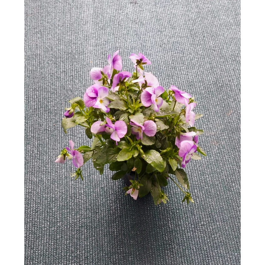 Viola × wittrockiana - Panseluță de grădină