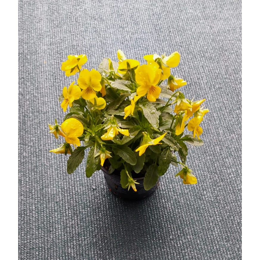 Viola × wittrockiana - Panseluță de grădină