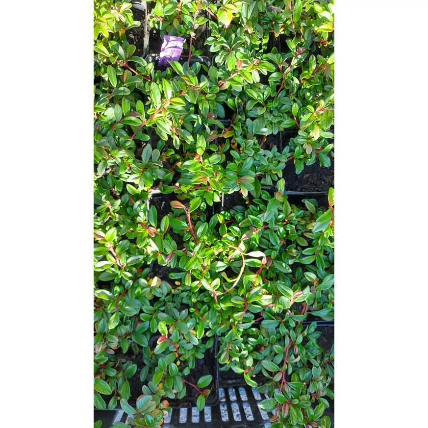 Frunzișul verde a plantei Cotoneaster dammeri var. radicans.