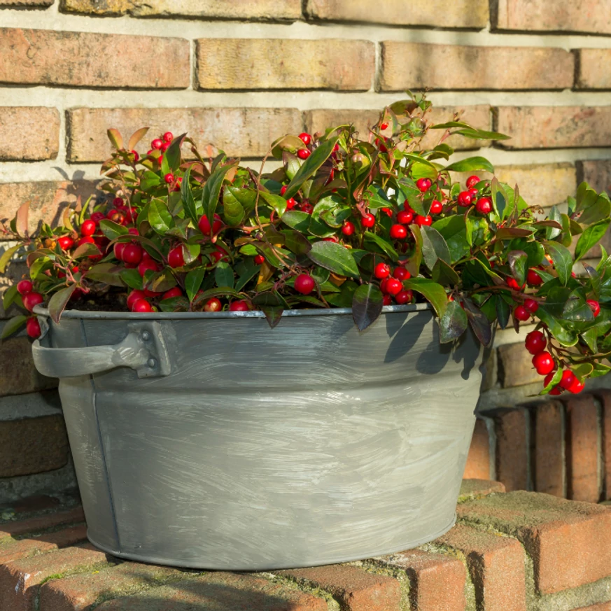 Gaultheria procumbens plantat într-un ghiveci. 