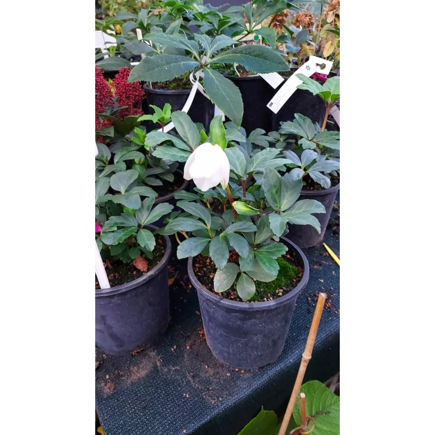 Helleborus niger - Trandafirul Crăciunului