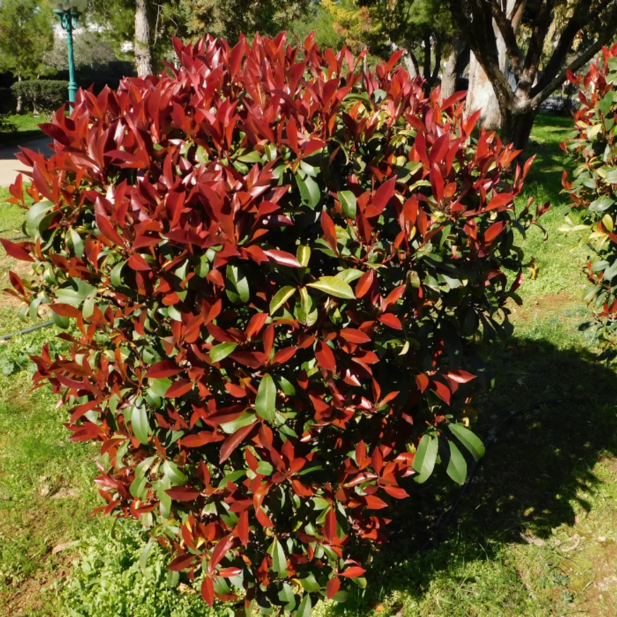 Photinia x fraserii Red Robin tuns într-o formă globulară. 