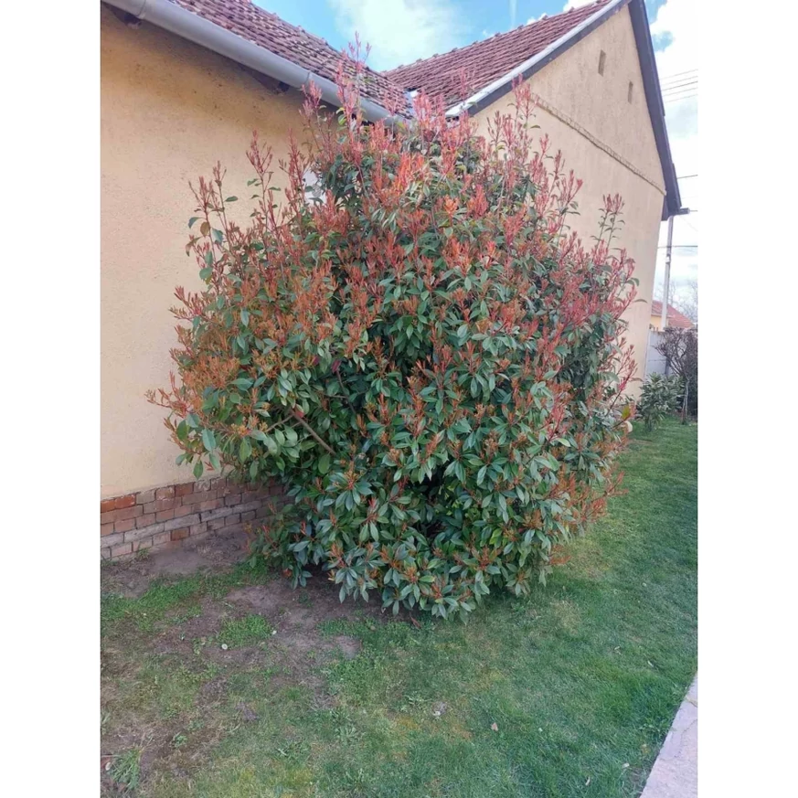 Photinia în vârstă de 3 ani, plantată ca plantă solitară. 