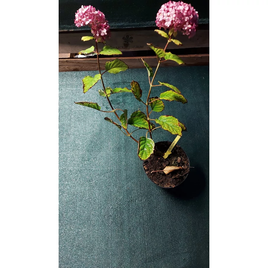 Hortensia arbustivă la ghiveci toamna.