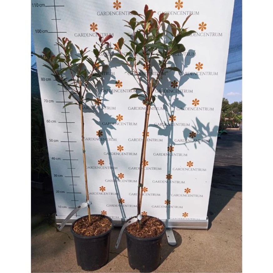 Photinia fraserii Red Robin MT60 - Photinia Red Robin tip pomișor