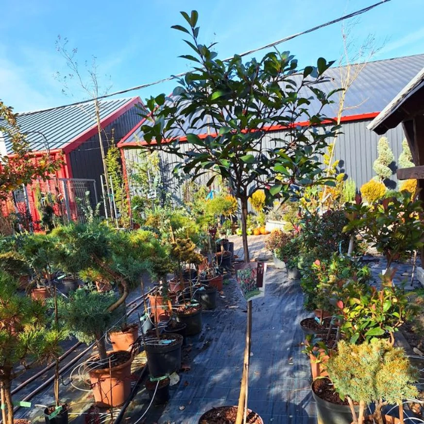 Aspectul plantei Photinia x fraserii Red Robin cu trunchi înalt, toamna, în pepiniera noastră.