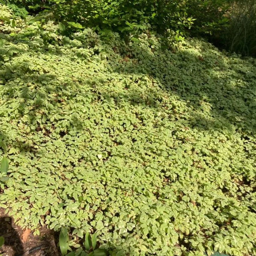 Piciorul caprei ca acoperitor de sol în luna septembrie. 
