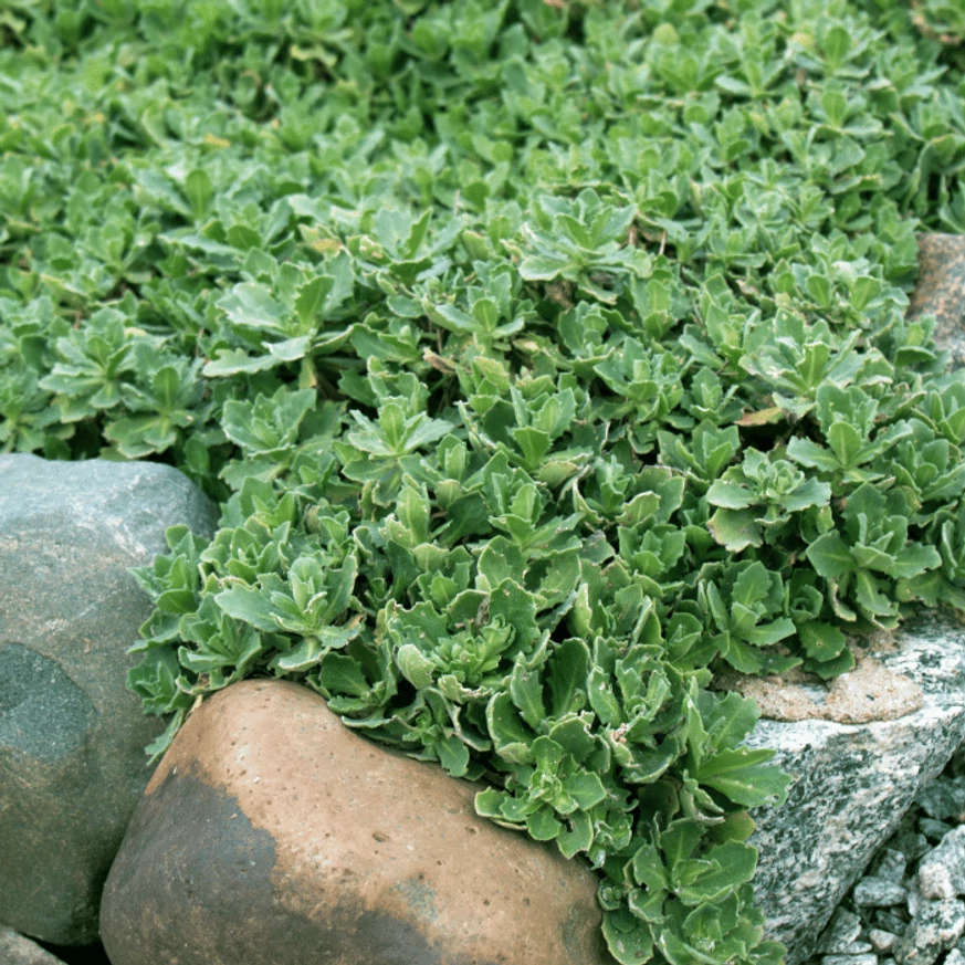 Înainte de înflorire, frunzișul plantei Aubrieta formează o pernă moale, veșnic verde.