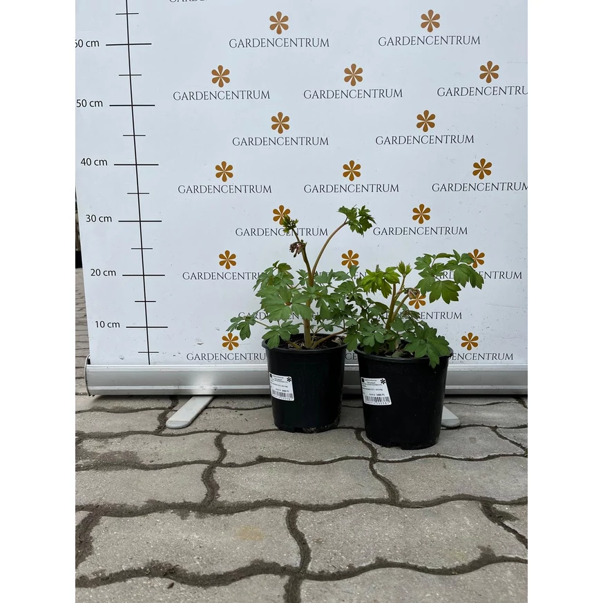 Cerceii doamnei în ghiveci, în luna martie, din gama noastră.