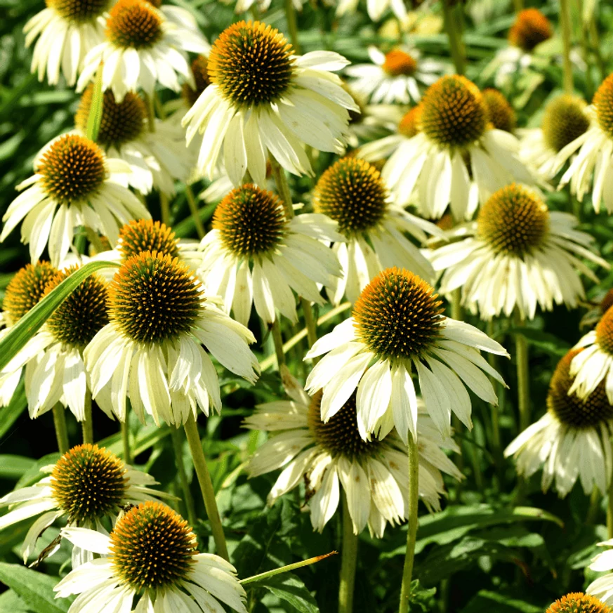 Florile albe ale Echinaceei la soare. 