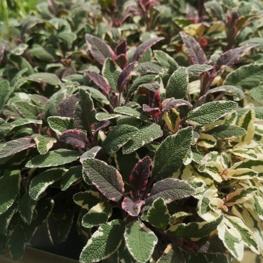 Salvia officinalis are frunze colorate veșnic verzi.