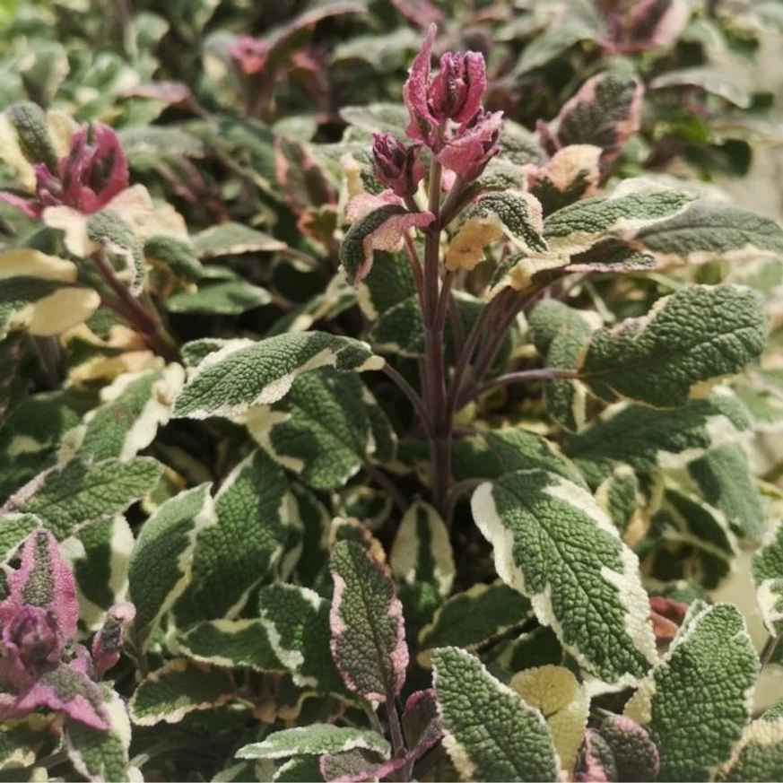 Frunzișul decorativ a plantei Salvia officinalis.
