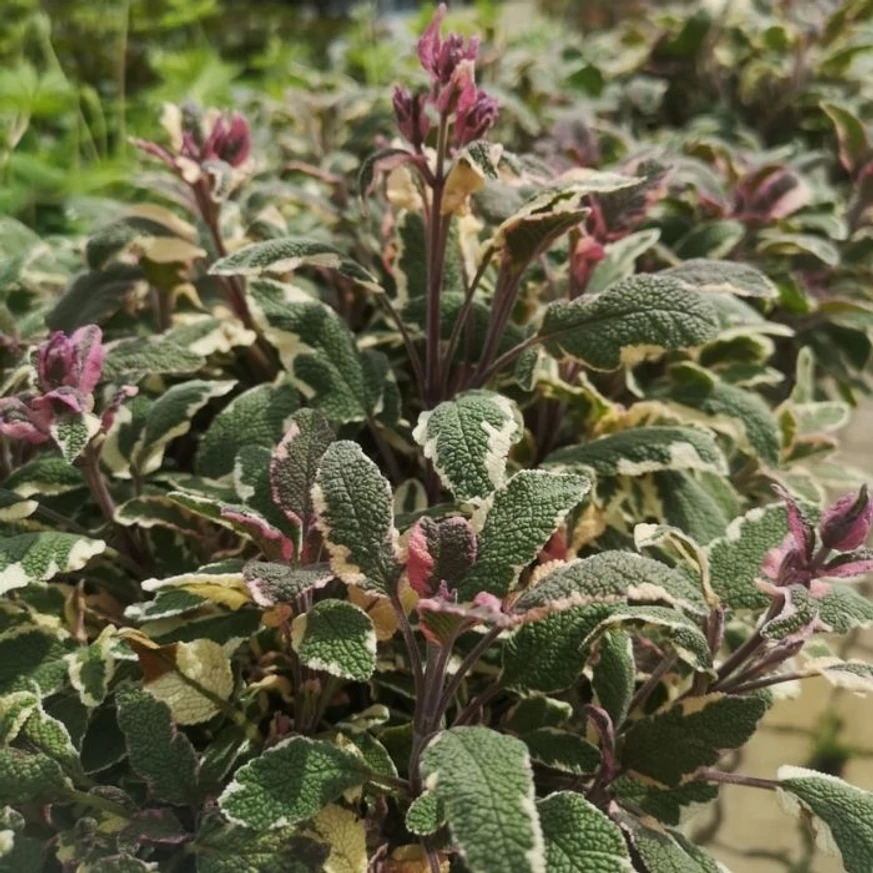 Salvia officinalis este o plantă perenă disponibilă în gama noastră. 