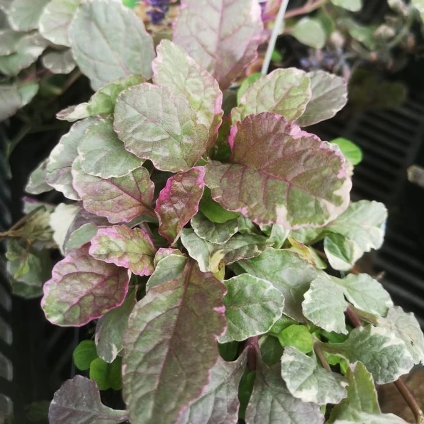 Frunzișul plantei perene Ajuga reptans Burgundy Glow în luna aprilie. 
