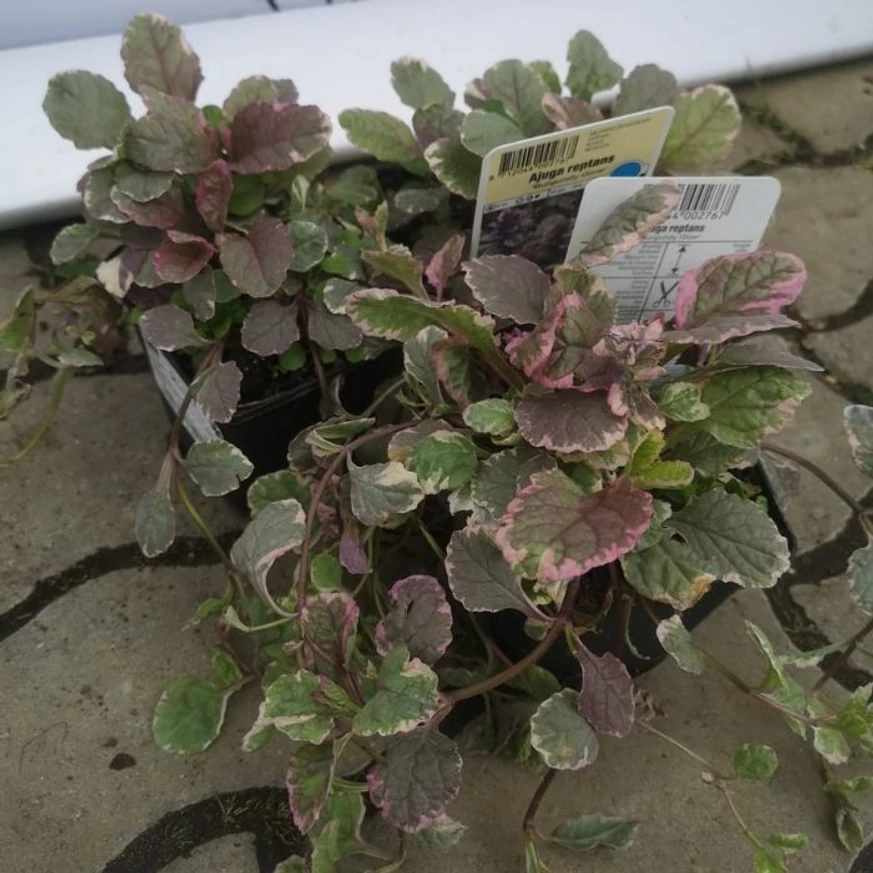 Ajuga reptans Burgundy Glow primăvara. 