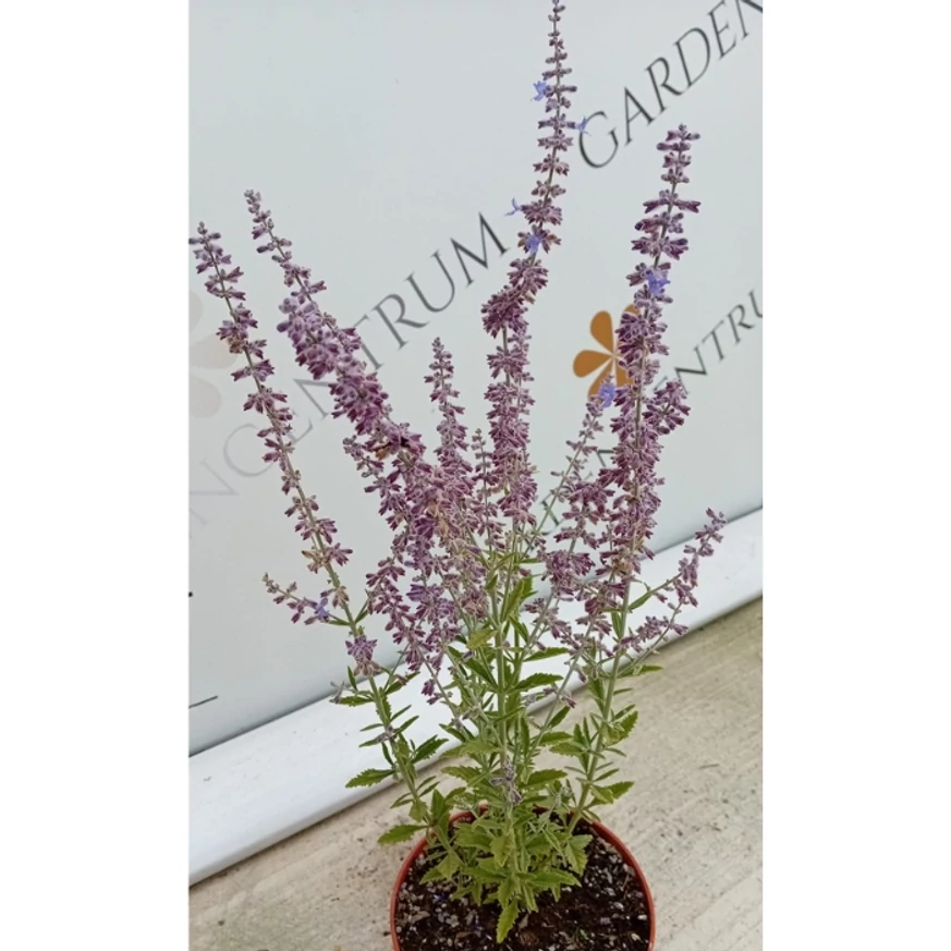 Salvia rusească înflorită în luna august. 