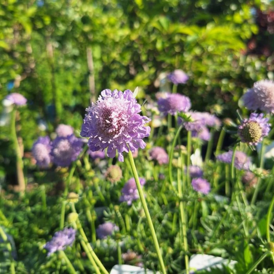 Scabiosa columbaria Blue - Scabiosa albastră