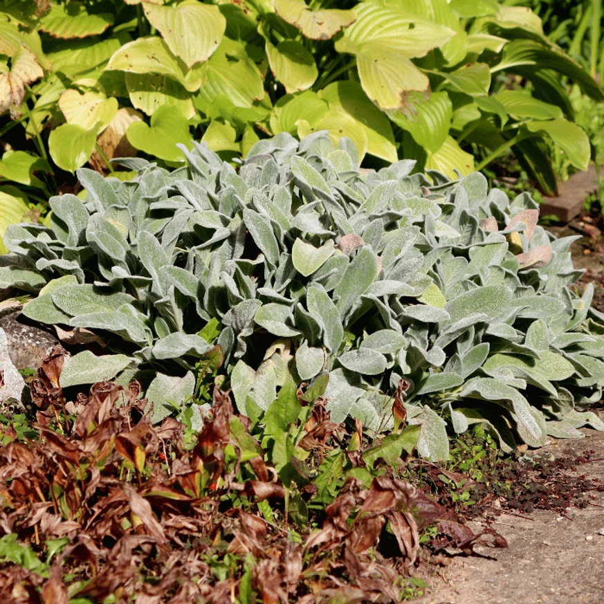 Stachys byzantina plantat într-un strat de flori. 