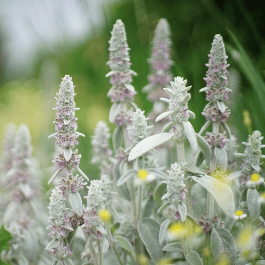 Florile urechii de iepure. 