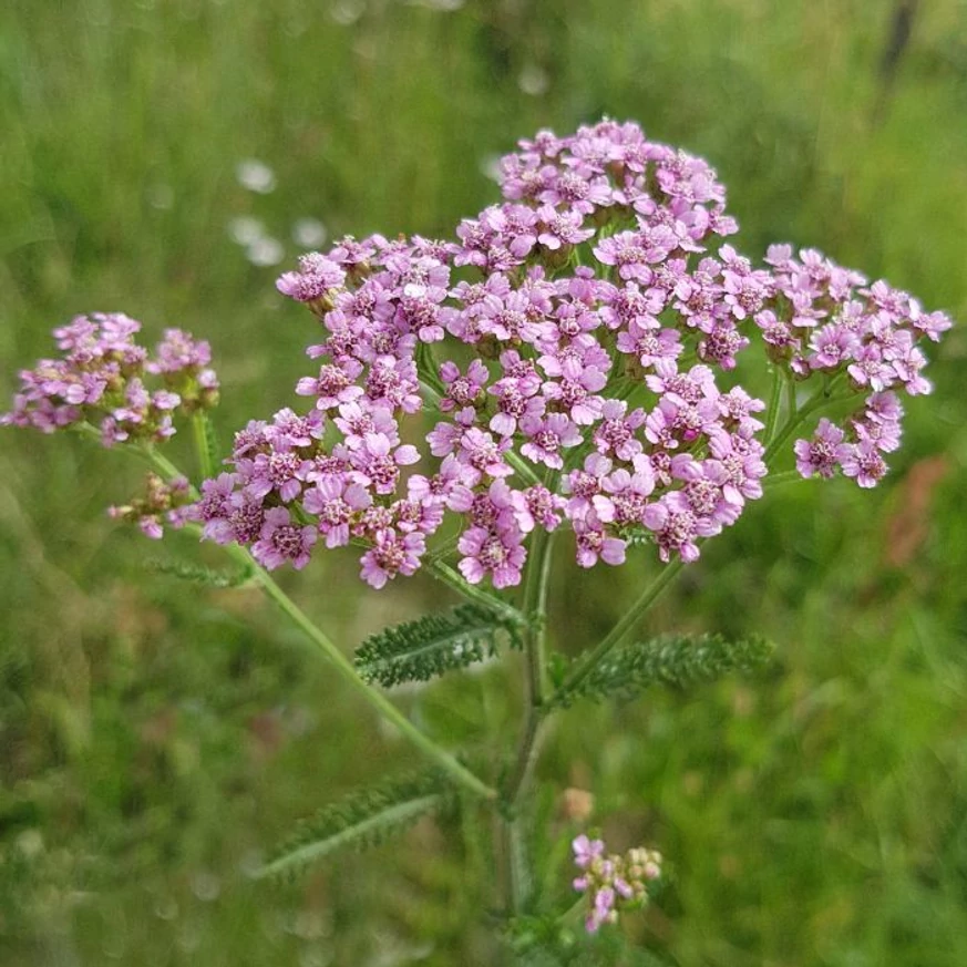 Inflorescența plantei perene Achillea millefolium Liliac Beauty.