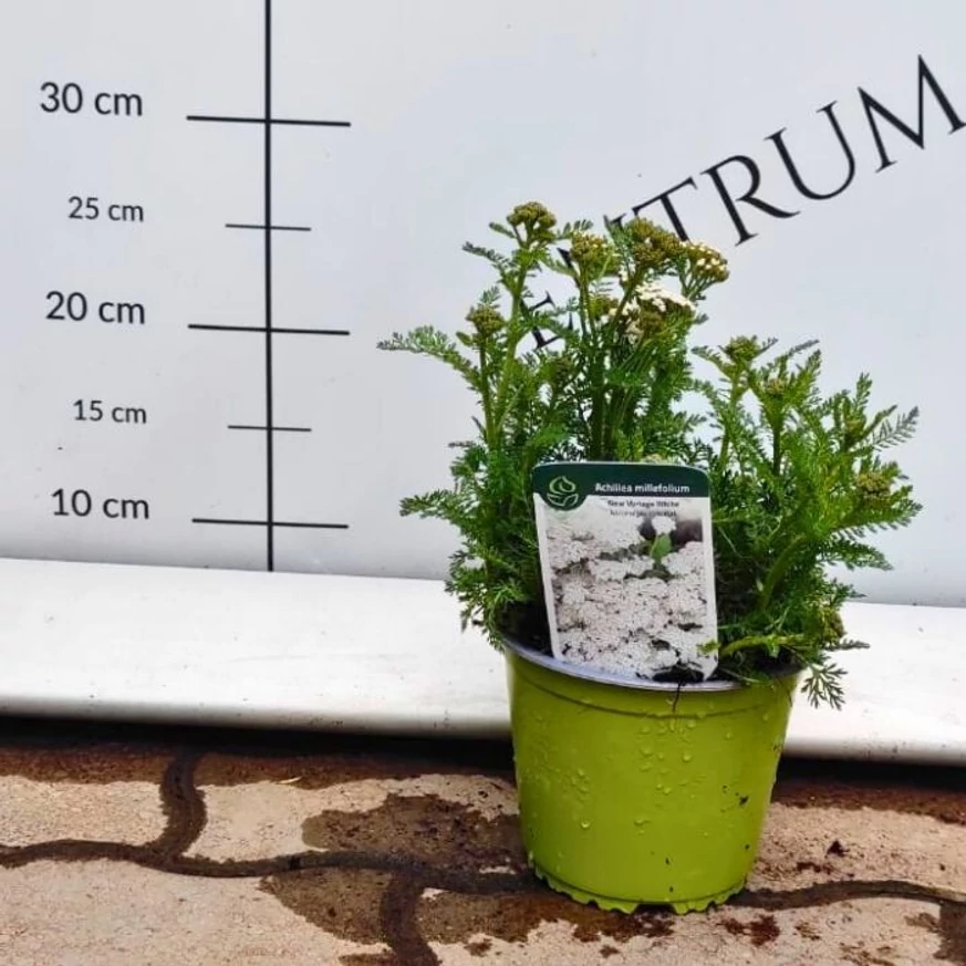 Achillea millefolium alb în ghiveci în pepiniera noastră.