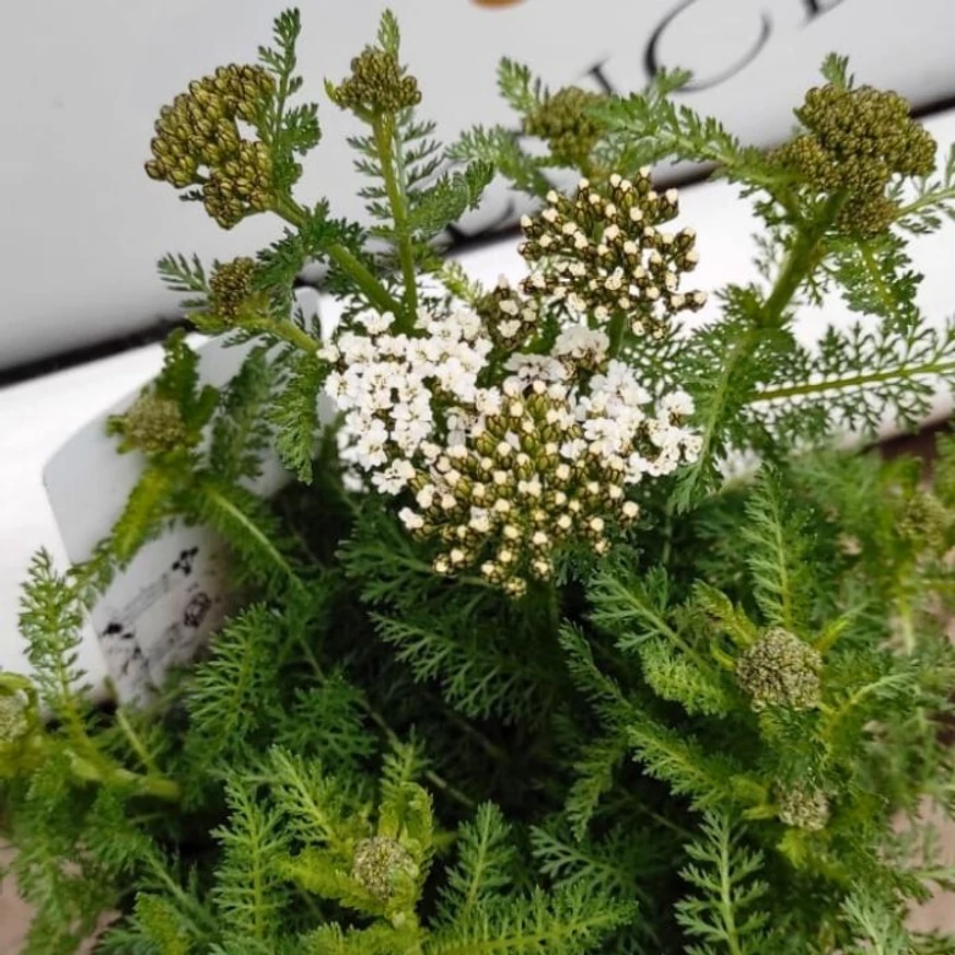 Florile și frunzișul plantei Achillea millefolium în luna mai.