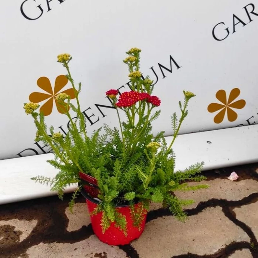 Achillea millefolium cu flori roșii într-un ghiveci. 
