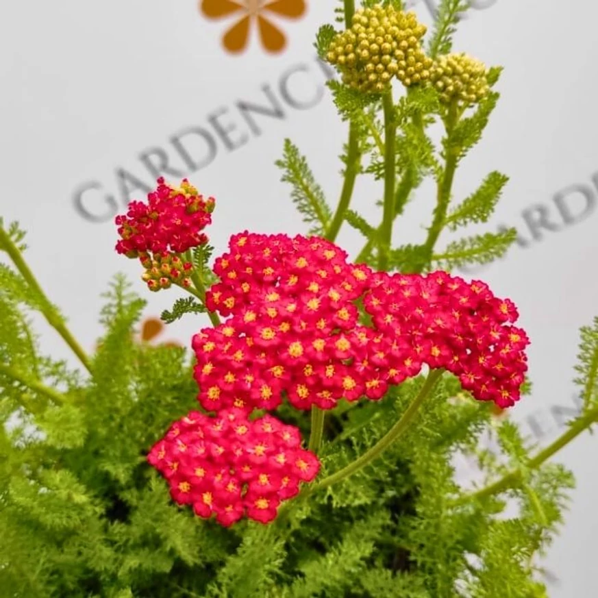Inflorescența plantei perene Achillea millefolium cu flori roșii.