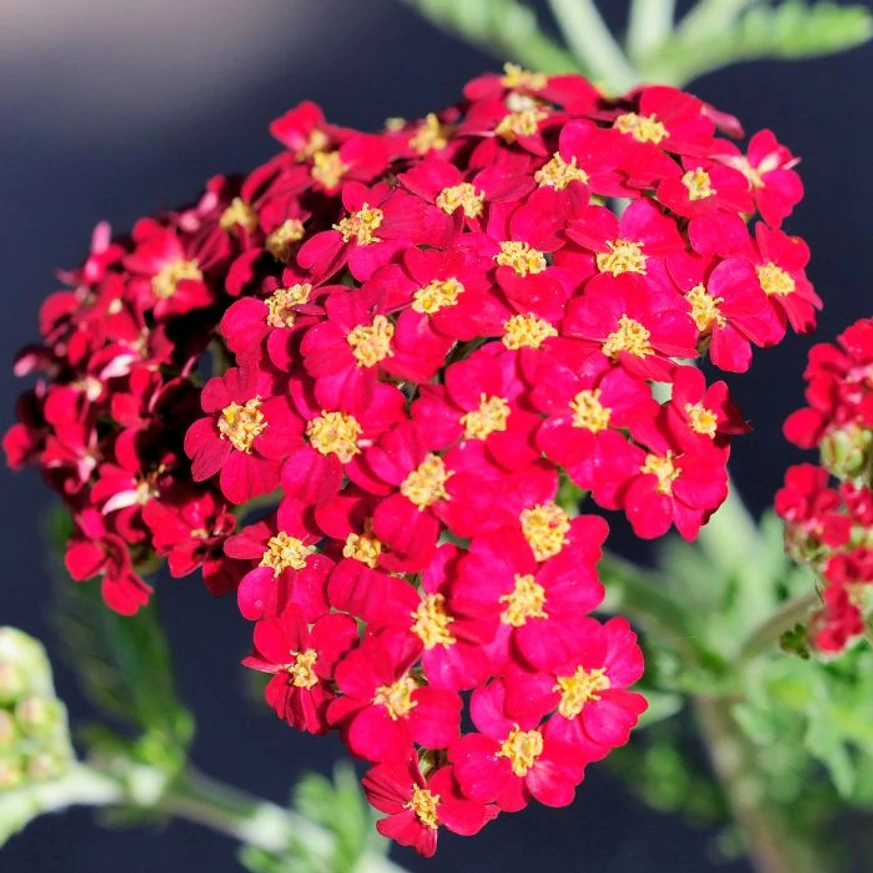 Achillea millefolium - Coada șoricelului cu flori roșii