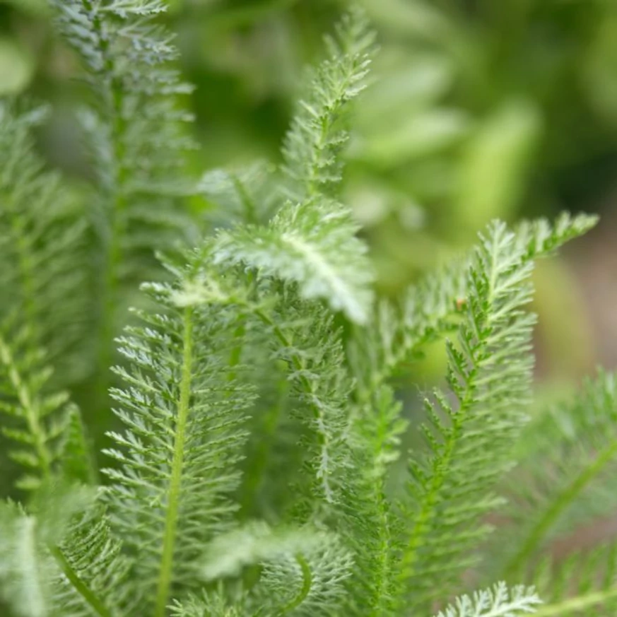 Frunzele moi ale plantei perene Achillea millefolium.