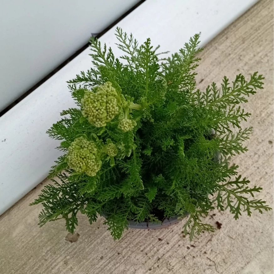 Achillea millefolium înainte de înflorire, în pepiniera noastră. 