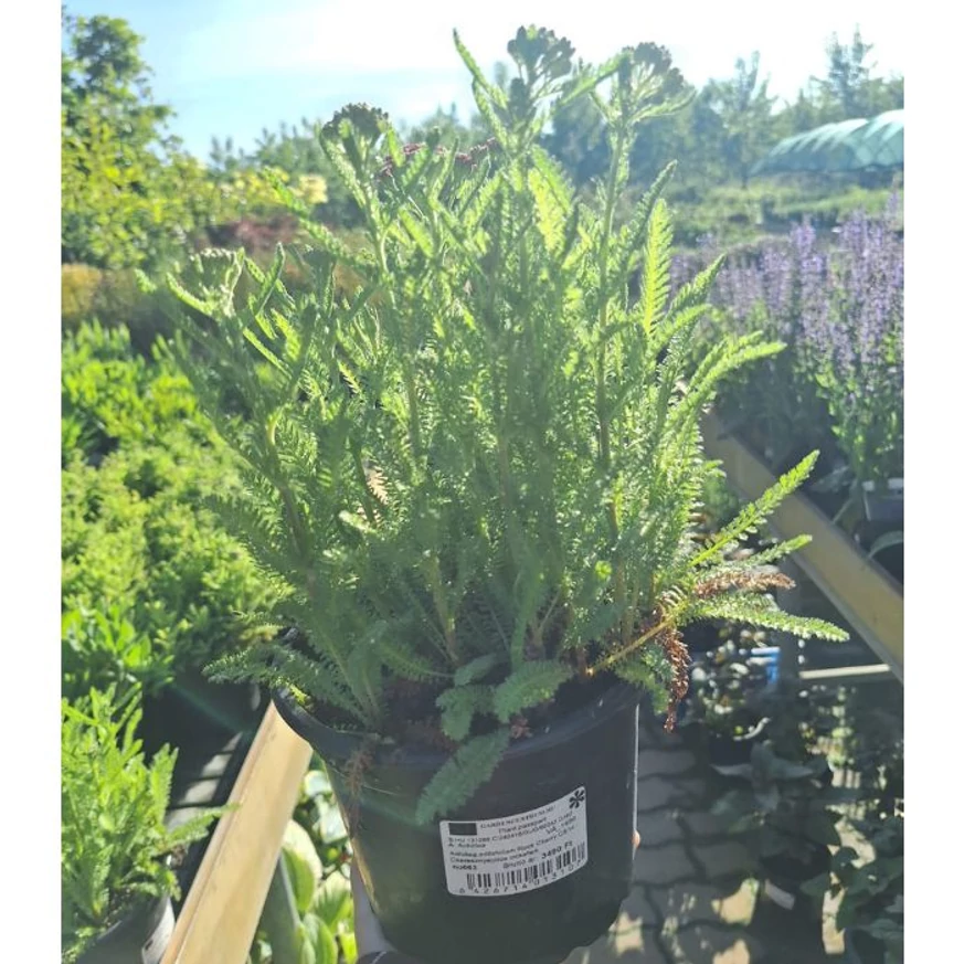 Achillea millefolium - Coada șoricelului cu flori roșii