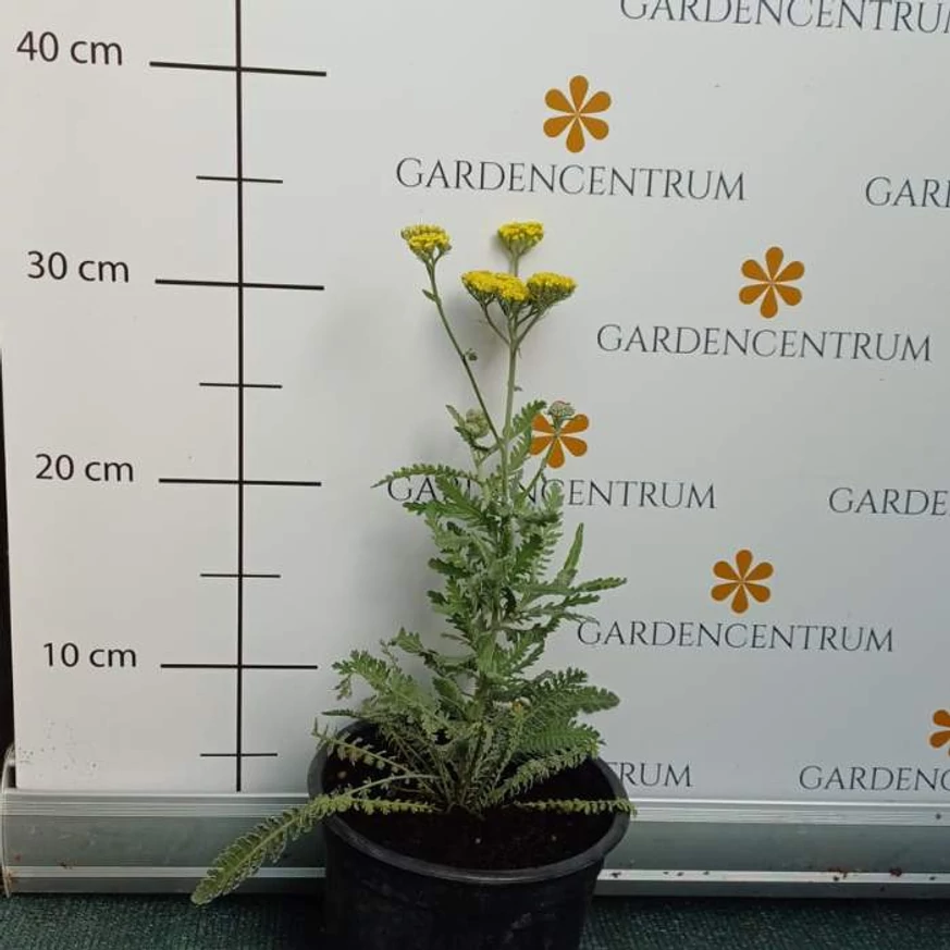 Achillea millefolium  - Coada șoricelului cu flori galbene