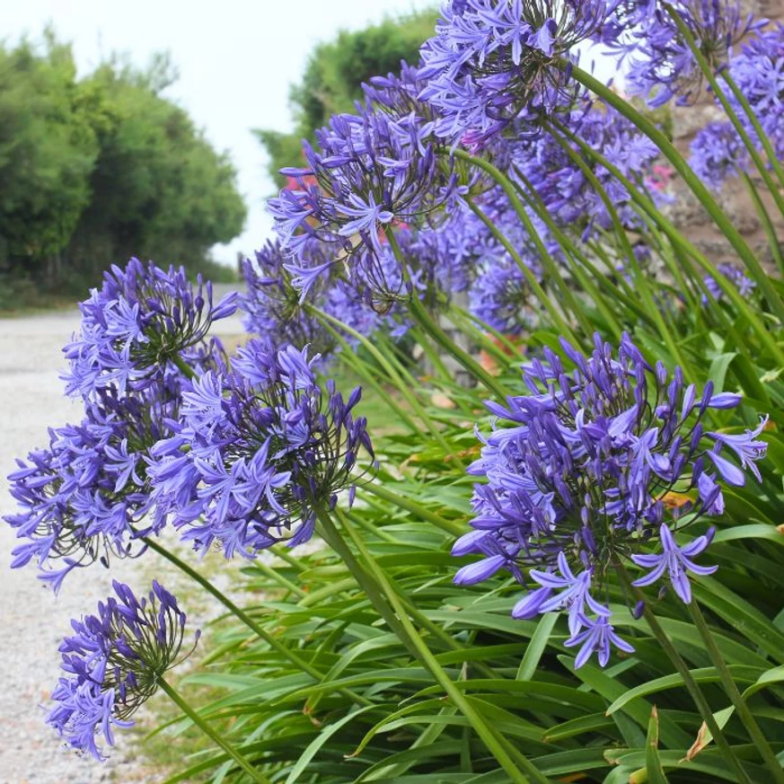 Agapanthus sp - Crin african