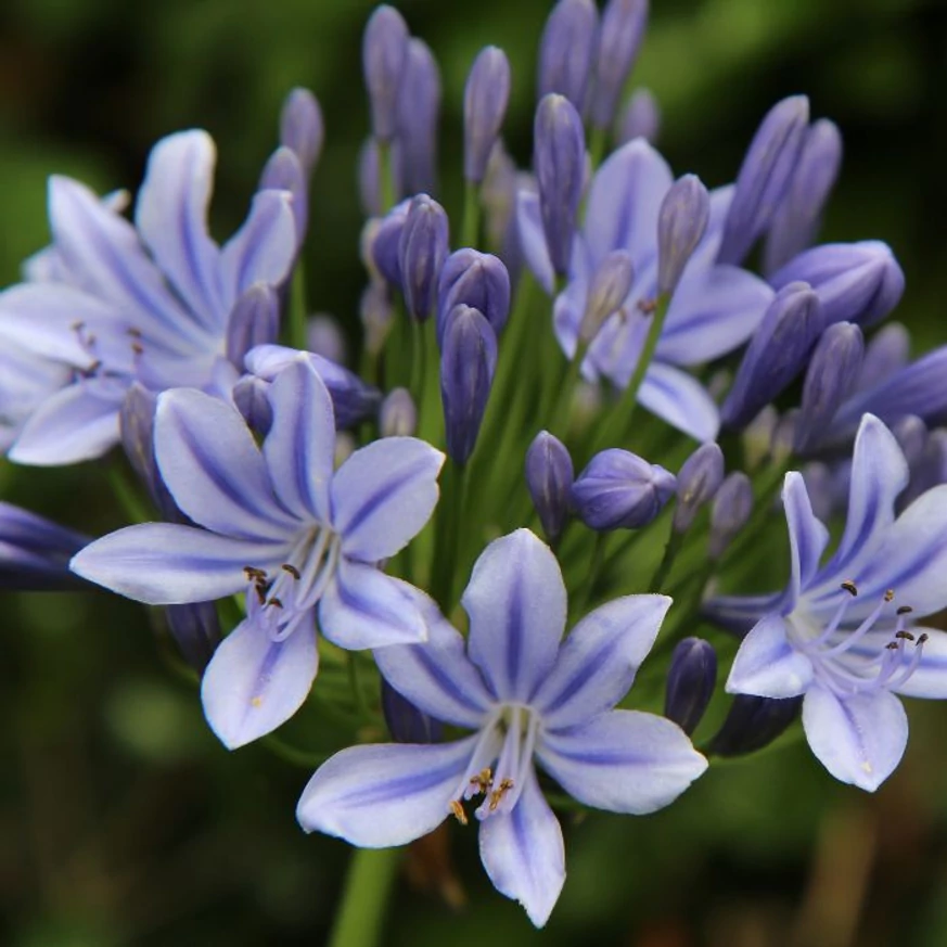 Agapanthus sp - Crin african
