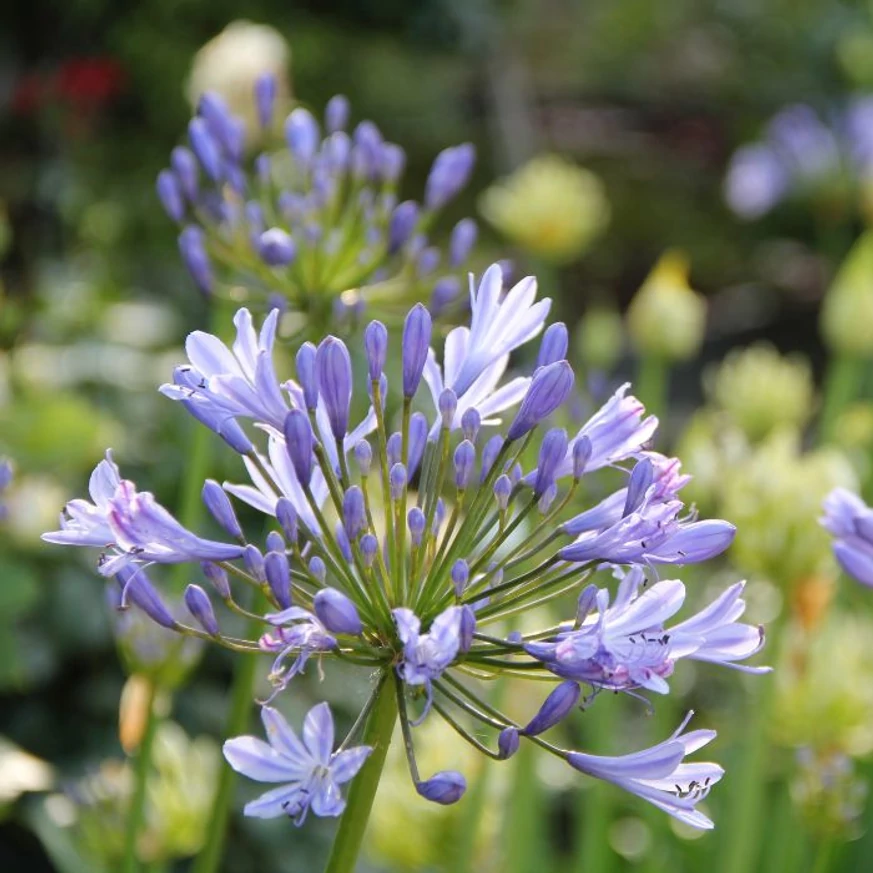 Agapanthus sp - Crin african