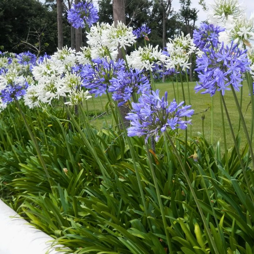 Plante perene Agapanthus sp. cu flori în nuanțe de alb și albastru.