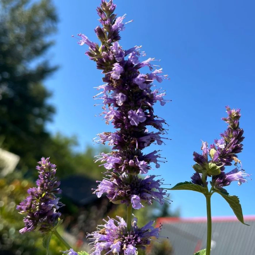 Inflorescența plantei Agastache de aproape. 