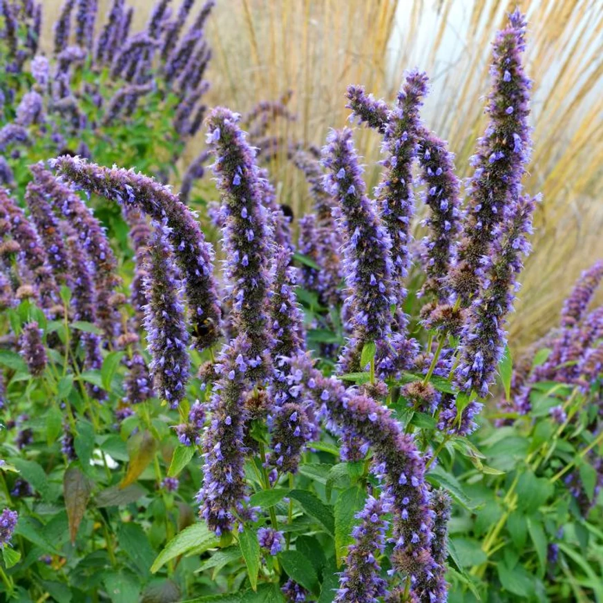 Florile mov ale plantei Agastache. 