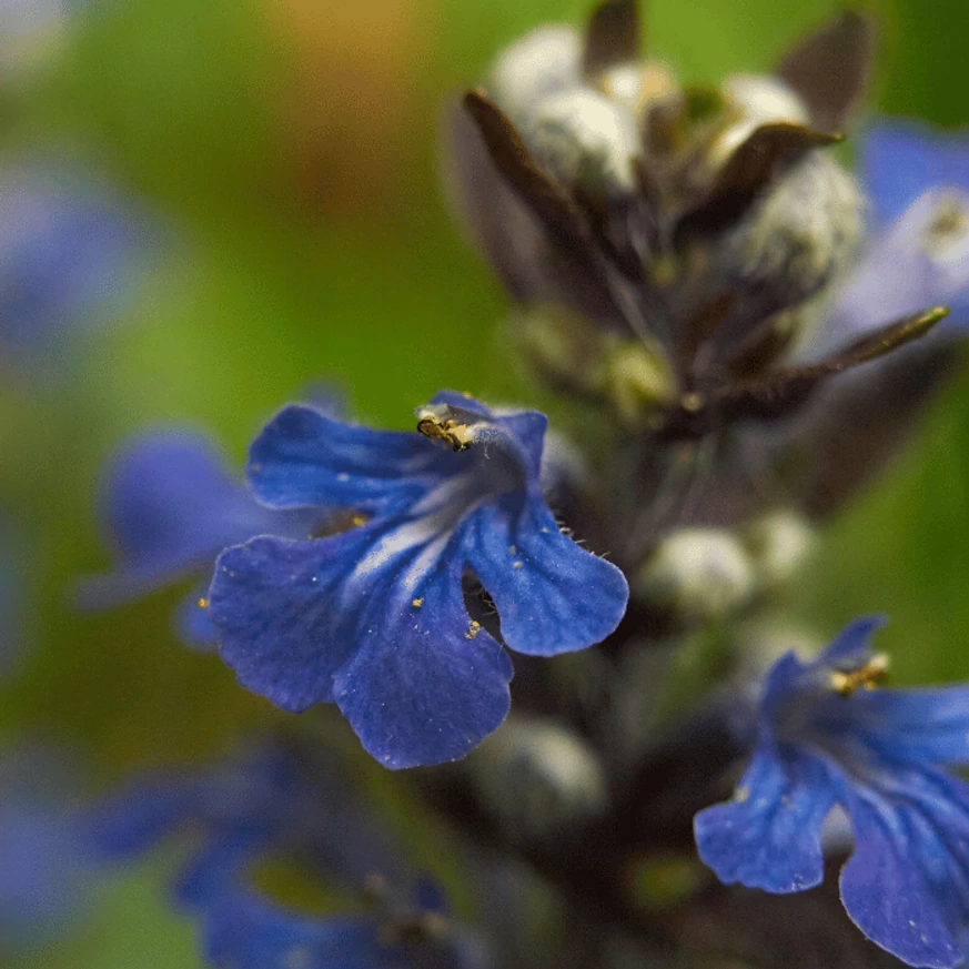 Ajuga sp. - Vinețica cu frunze galbene