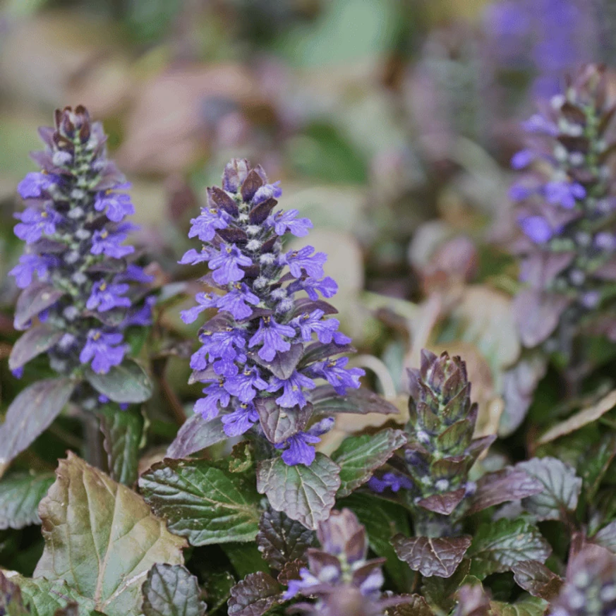 Înflorirea plantei acoperitoare de sol Ajuga reptans.
